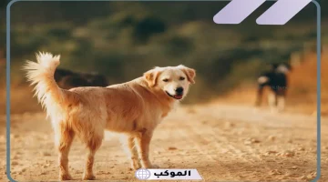 دلالات حلم الكلب