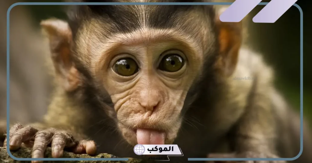 هل رؤية القرد في المنام سحر؟ تفسير حلم القرد لابن سيرين 5 رؤية القرد في المنام للعزباء