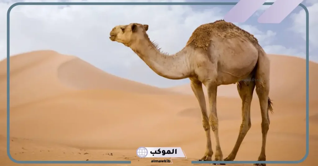 حلمت بجمل يلاحقني في المنام ما الدلالة وفقًا لابن سيرين 6 تفسير حلم الجمل يلاحقني للحامل