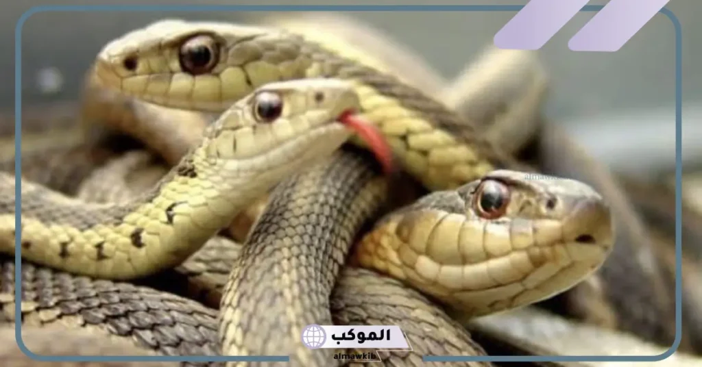 رؤية الثعبان في المنام للمتزوجة