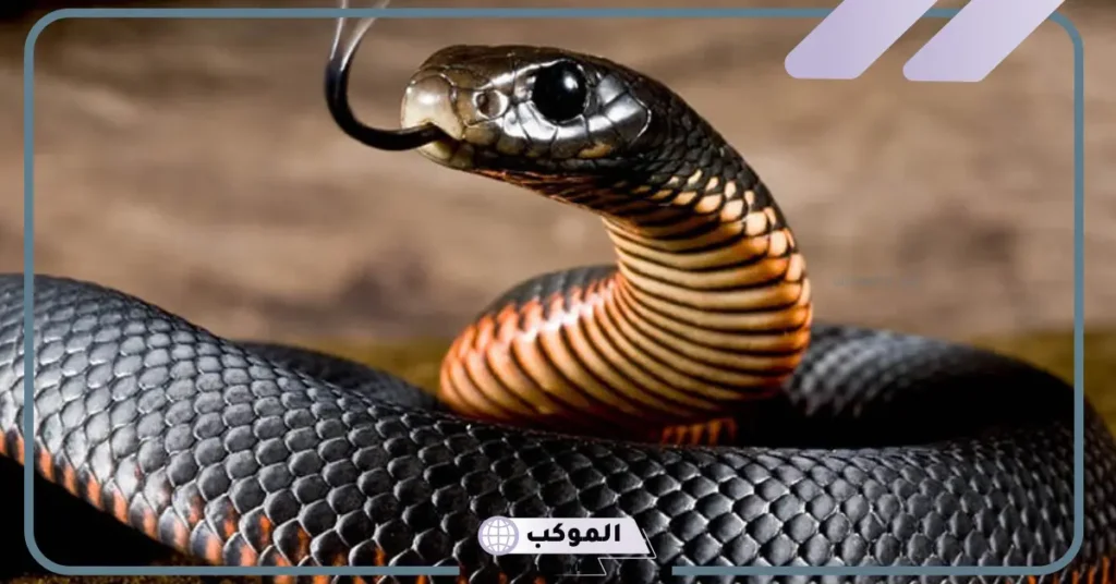 فرار الثعبان في المنام للمتزوجة 