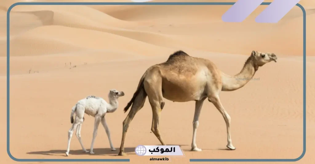 تفسير حلم الجمل يلاحقني للمتزوجة 