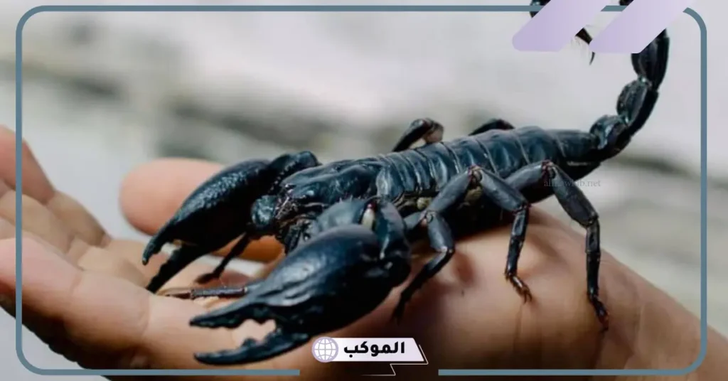 رؤية العقرب في المنام للعزباء 