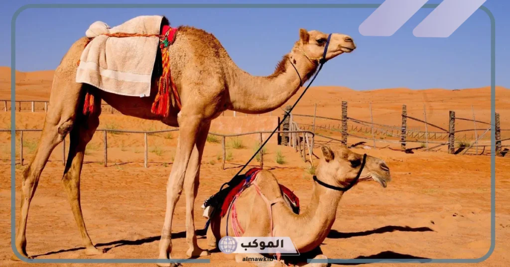 رؤية الهروب من الجمل الهائج في المنام 