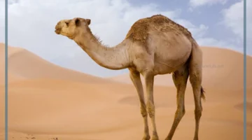 رؤية الجمل الهائج