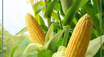 رؤية الذرة في الحلم