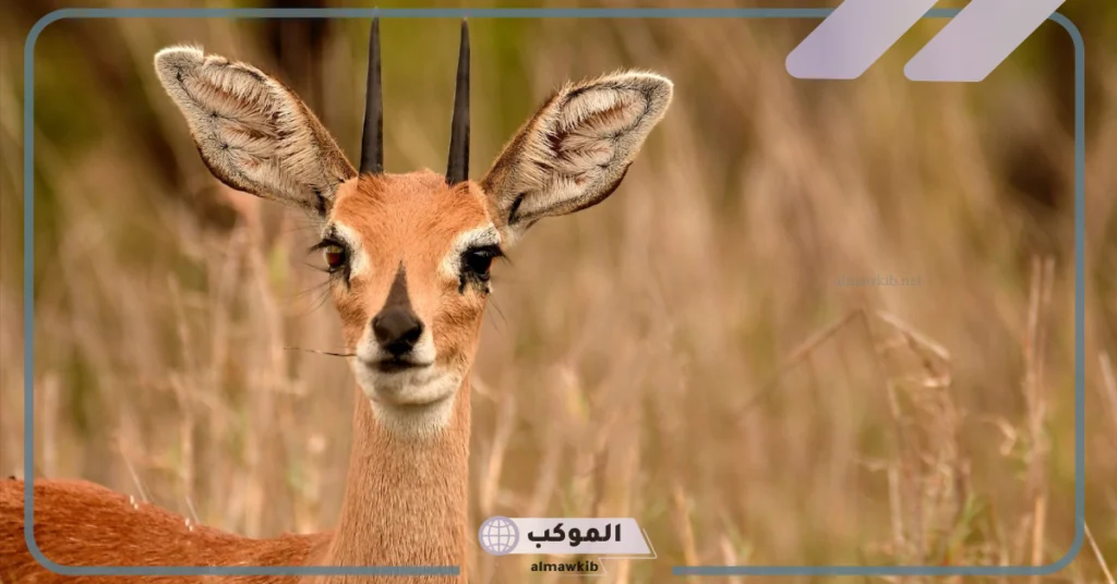 تفسير رؤية الغزال في المنام للرجل وعلاقته بتحسن الحال لابن سيرين 6 أكل لحم الغزال في المنام