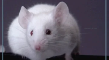 رؤية الفأر الأبيض