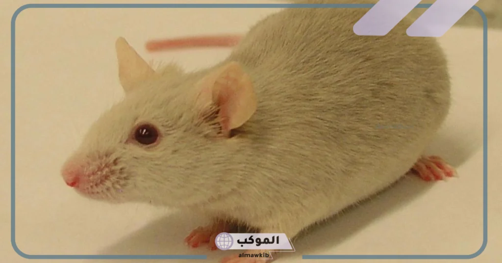 تفسير الحلم بالفأر الابيض ورؤيته في المنام للمرأة والرجل لابن سيرين 5 الخوف من الفأر الأبيض في المنام للعزباء