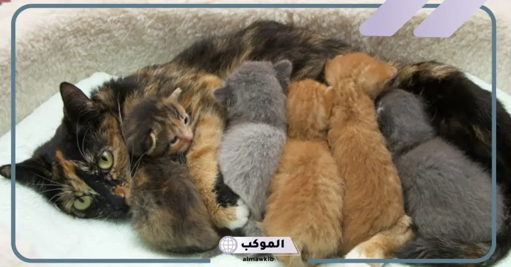 تفسير حلم ولادة القطة في المنام لابن سيرين للعزباء والمطلقة والمتزوجة 6 ولادة القطة في المنام للمطلقة