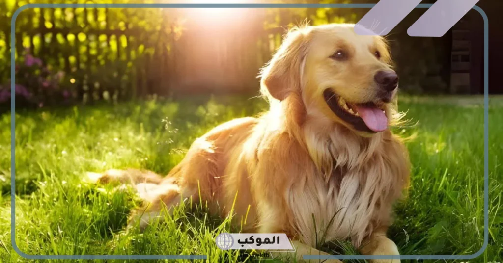 ما تفسير رؤية الكلاب في المنام للعزباء تهاجمها لابن سيرين 5 تفسير رؤية الكلاب تلاحقني في المنام للعزباء