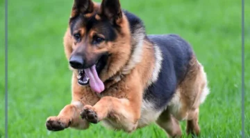 رؤية الكلاب في المنام