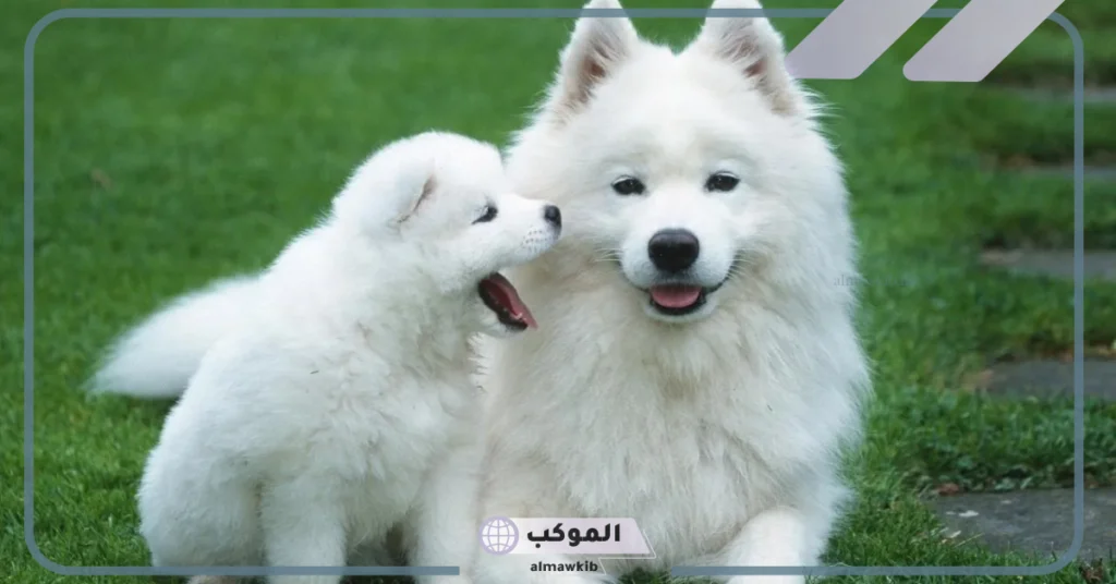 تفسير حلم الكلب الابيض في المنام والجري منه لابن سيرين 6 الخوف من الكلاب البيضاء في المنام