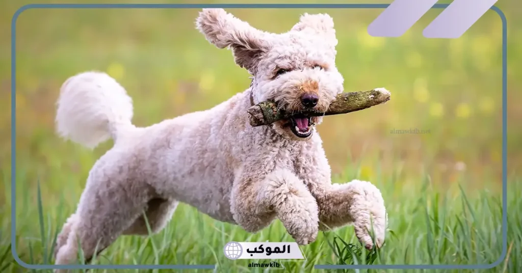 خير أم شر؟.. تفسير حلم رؤية الكلب في المنام للعزباء 6 موت الكلب في المنام للعزباء