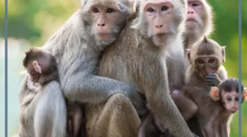 رؤية مطاردة القرد في المنام