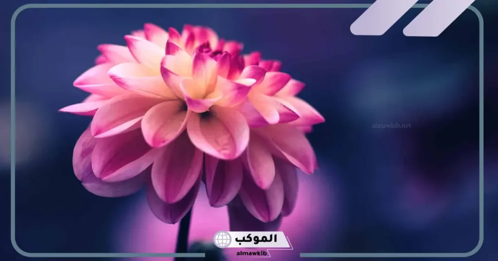 تفسير حلم رؤية الورد في المنام للمتزوجة وفقًا لابن سيرين 6 تفسير حلم الورد الوردي للمتزوجة