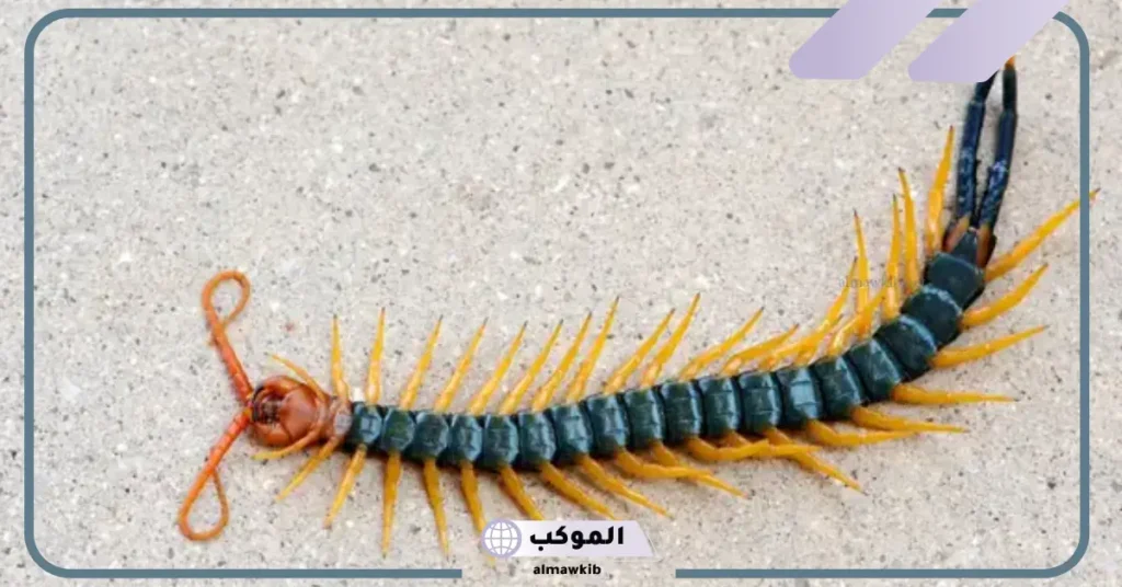 تفسير حلم أم أربعة وأربعين لونها أسود وقتلها  