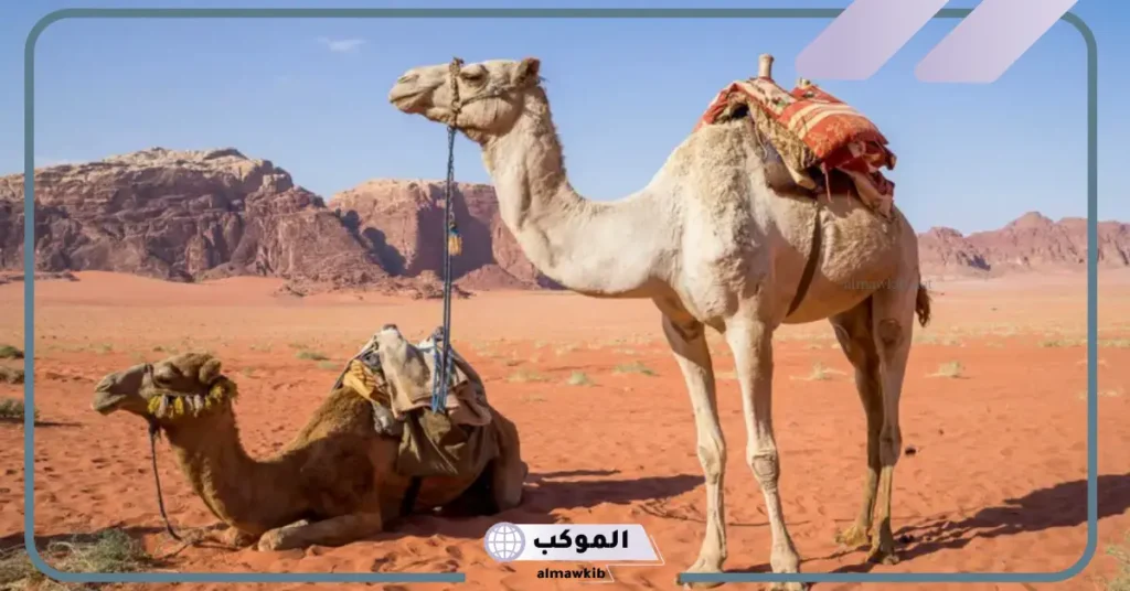 تفسير حلم الجمل يلاحقني في المنزل 