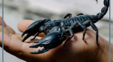 رمز العقرب في المنام