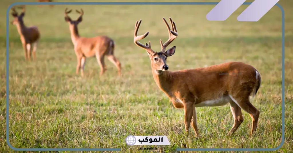 تفسير حلم الغزال في المنام وعلاقته بتحقيق الأماني والأهداف لابن سيرين 6 تفسير رؤية الغزال في المنام للرجل