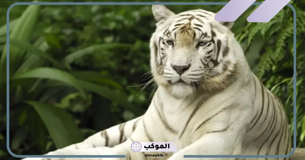 تفسير حلم النمر في البيت للعزباء