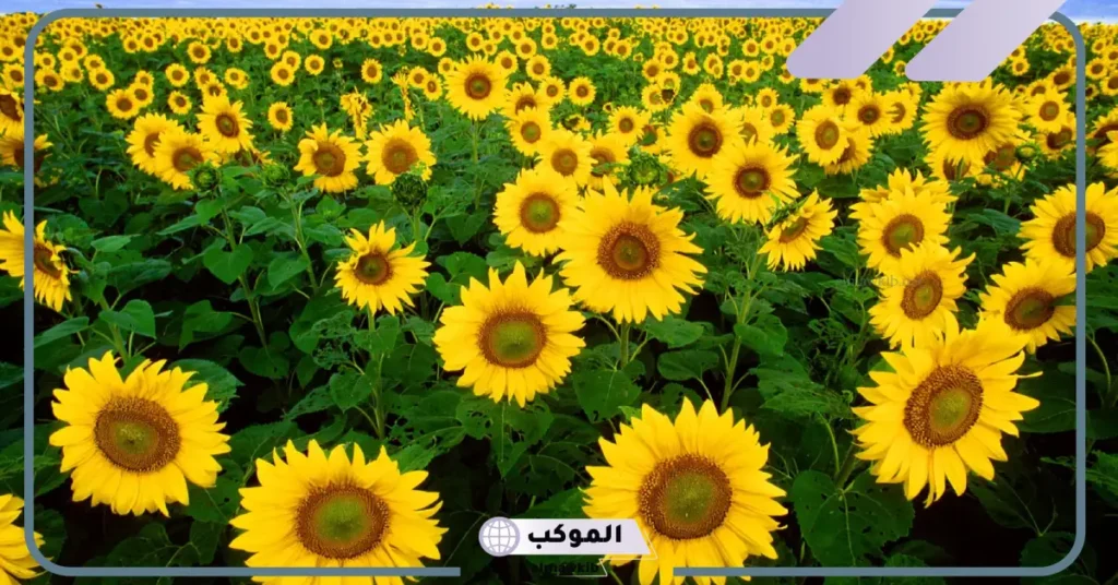 تفسير حلم رؤية الورد في المنام للمتزوجة وفقًا لابن سيرين 5 تفسير حلم الورد الأبيض للمتزوجة