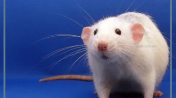 رمز فار ابيض