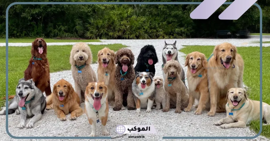 خير أم شر؟.. تفسير حلم رؤية الكلب في المنام للعزباء 5 هجوم الكلاب في المنام للعزباء