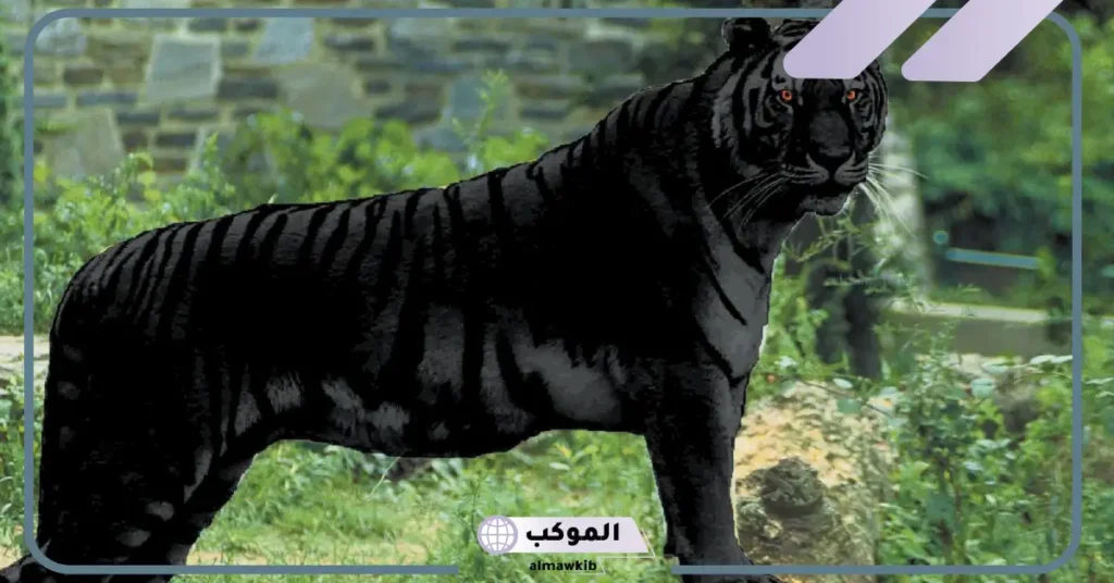 رؤية النمر الاسود في المنام للمتزوجة