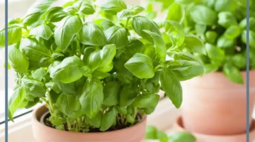 ريحان في الحلم