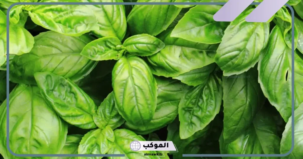 تفسير حلم رؤية الريحان في المنام للمتزوجة والعزباء لابن سيرين 5 تفسير رؤية الريحان في المنام للحامل