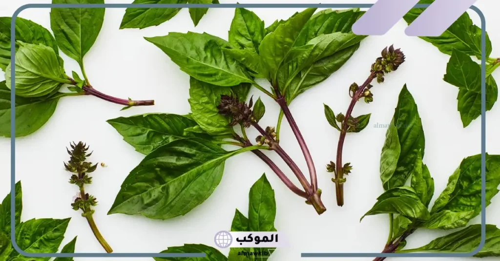 تفسير حلم رؤية الريحان في المنام للمتزوجة والعزباء لابن سيرين 6 هدية الريحان في المنام للعزباء