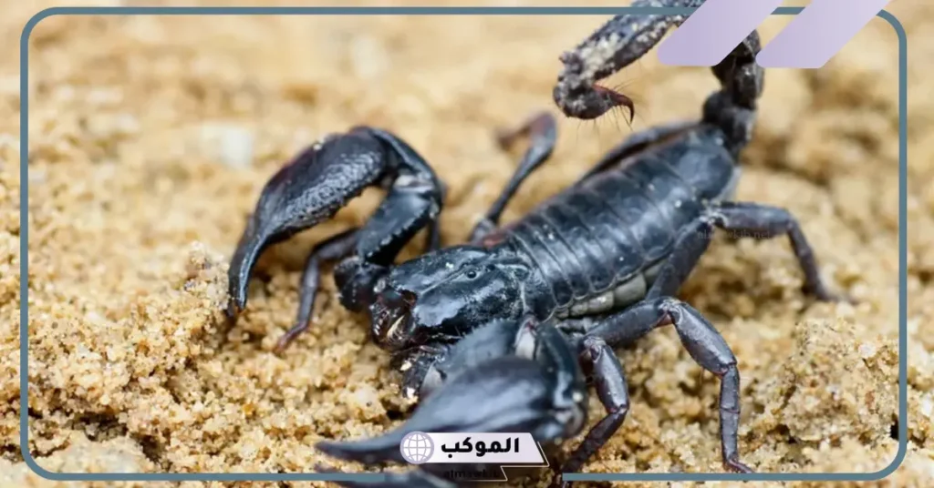 رؤية العقرب السوداء في المنام وقتلها 