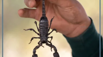 عقارب صغيرة