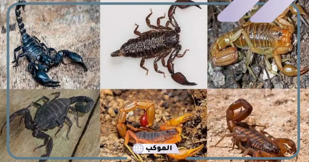 رؤية العقرب في المنام للعزباء 