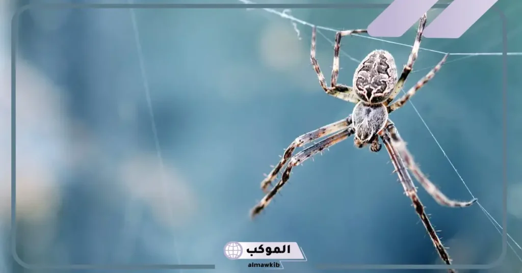 تفسير رؤية العنكبوت في المنام للعزباء لابن سيرين 6 الهروب من العنكبوت في المنام للعزباء