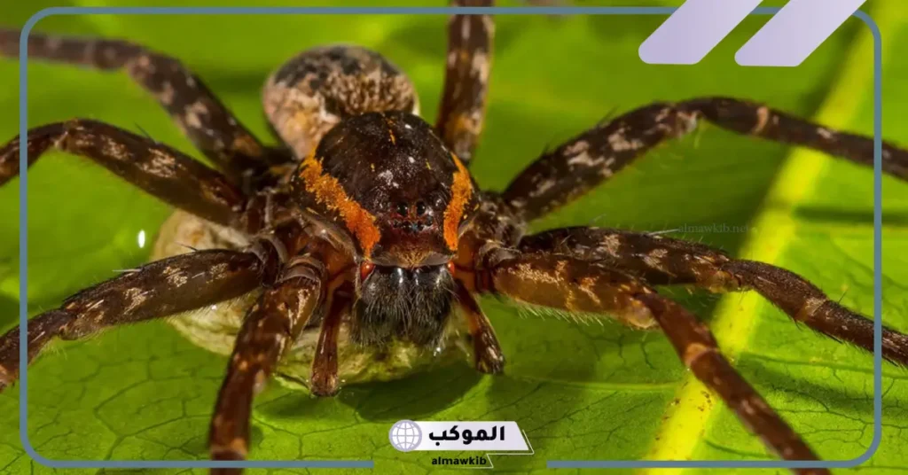 تفسير رؤية العنكبوت في المنام للعزباء لابن سيرين 5 تفسير رؤية العنكبوت الأسود في المنام للعزباء