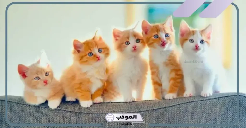 بول القطط في المنام للمطلقة 