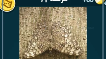 كلمات مرحلة كراش