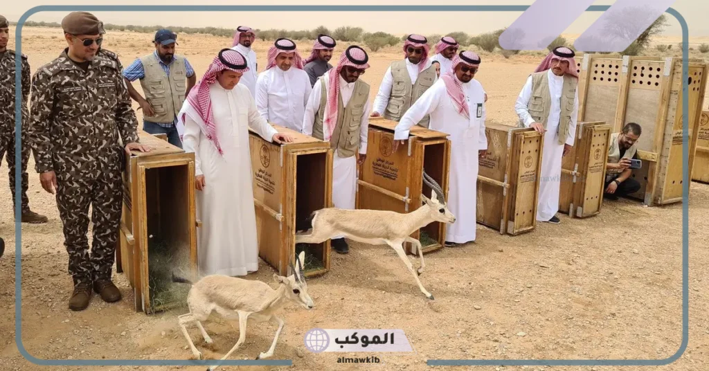 محمية الملك خالد تقوم بإطلاق عدد من المها والريم والإدمي