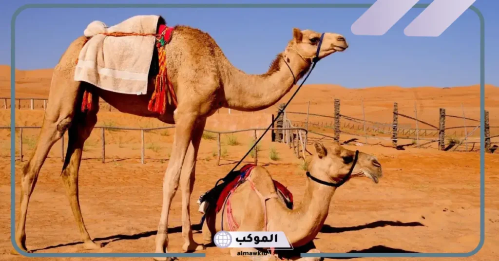 تفسير حلم الجمل يلاحقني للحامل