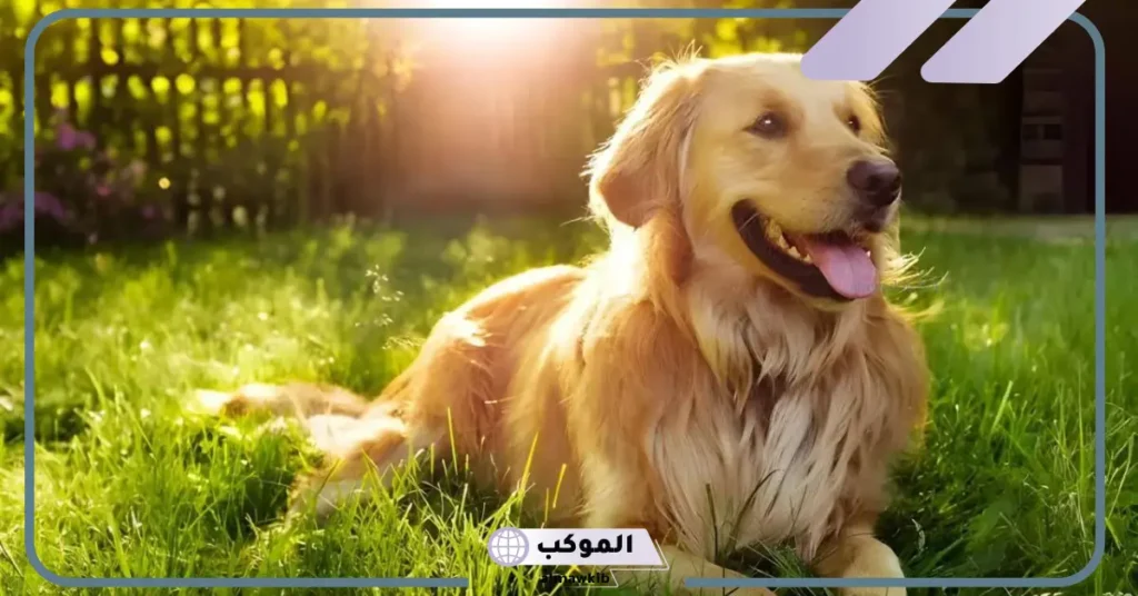 ما تفسير حلم رؤية الكلاب في المنام للعزباء لابن سيرين 6 هجوم الكلاب في المنام