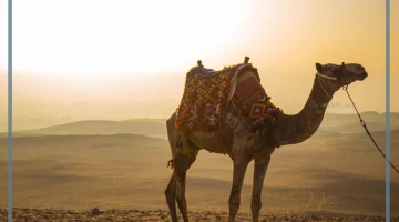 مطاردة الجمل في الحلم