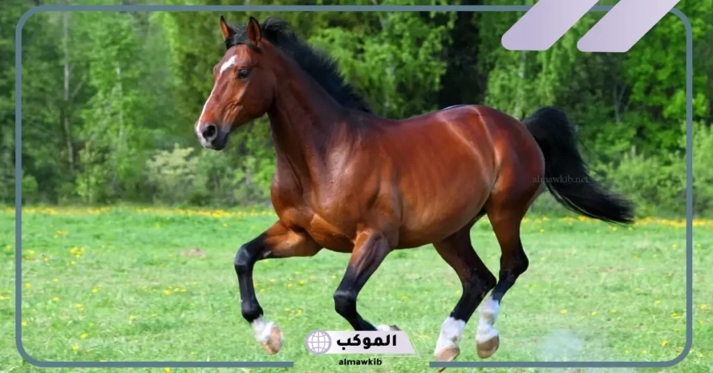 تفسير حلم الحصان البني للعزباء