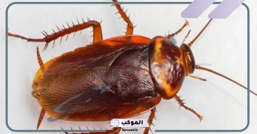 تفسير حلم الصراصير الكبيرة وقتلها للعزباء