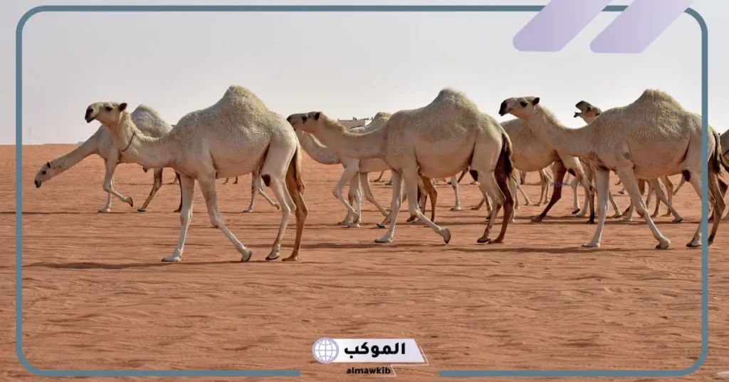 تفسير حلم الناقة تطاردني في المنام لابن سيرين والنابلسي 5 تفسير ركوب الناقة في المنام