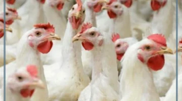 نقل الدواجن