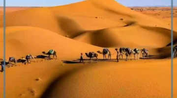 أصل الهذلول