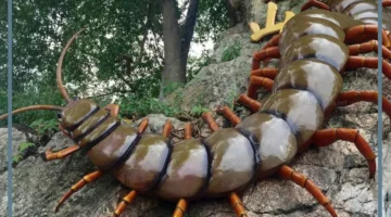 أم أربعة وأربعين