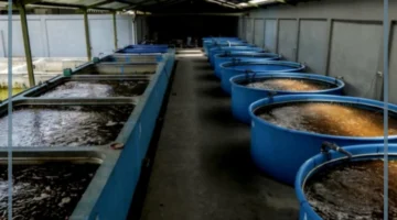 الاستزراع السمكي في المنطقة الشرقية